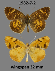 Phyciodes batesii