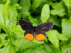 Talicada nyseus nyseus