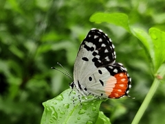 Talicada nyseus nyseus
