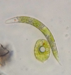 Euglena mutabilis