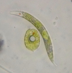 Euglena mutabilis
