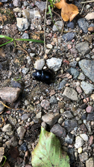 Anoplotrupes stercorosus