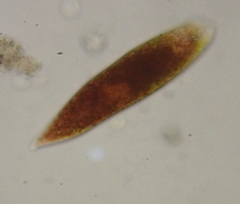 Euglena sanguinea