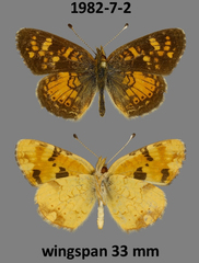 Phyciodes batesii