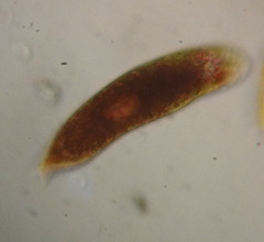 Euglena sanguinea
