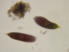 Euglena sanguinea