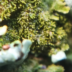 Melanohalea elegantula