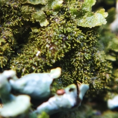 Melanohalea elegantula