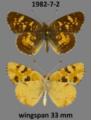 Phyciodes batesii