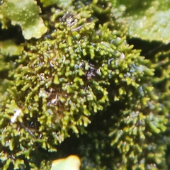 Melanohalea elegantula