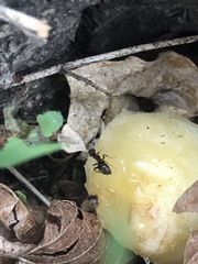 Lasius