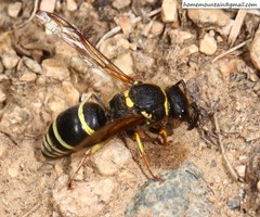 Ancistrocerus oviventris