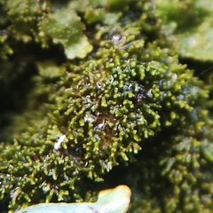 Melanohalea elegantula