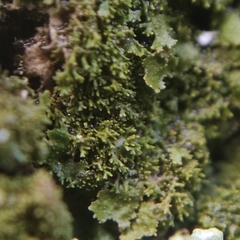 Melanohalea elegantula