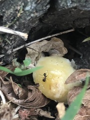 Lasius