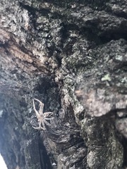 Araneae