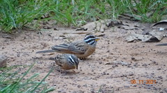 Emberiza goslingi