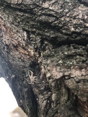 Araneae