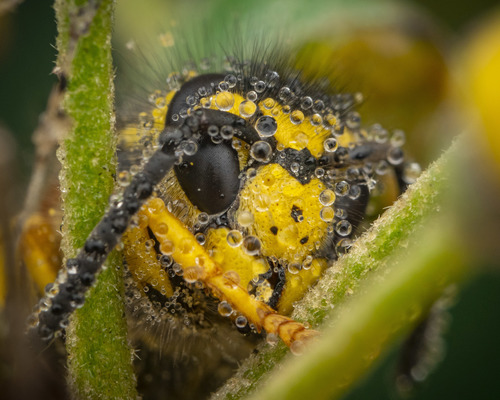 German yellowjacket