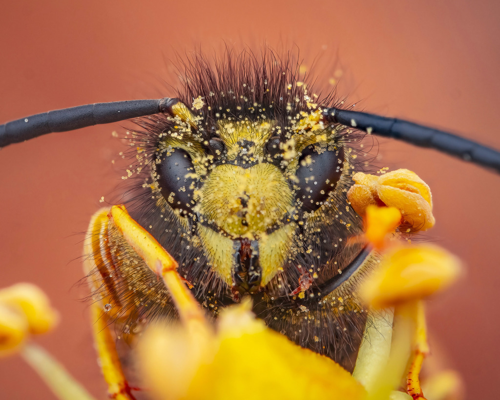 German yellowjacket (Vespula germanica)