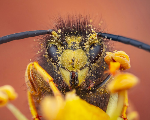Photo of German Yellowjacket