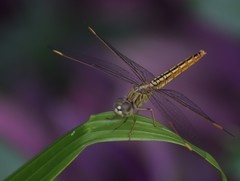 Brachythemis contaminata