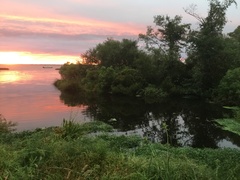 Persicaria subsessilis