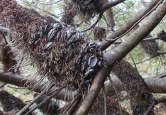 Banksiamyces macrocarpus