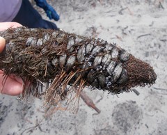 Banksiamyces macrocarpus