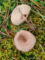 Melanoleuca exscissa