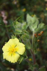 Potentilla astracanica