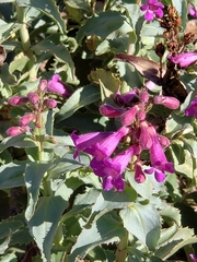 Penstemon clevelandii