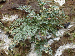 Asplenium ruta-muraria
