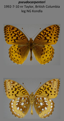 Speyeria cybele pseudocarpenteri