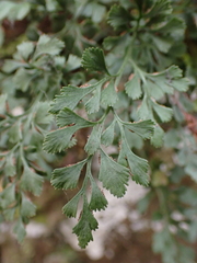 Asplenium ruta-muraria