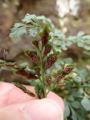 Asplenium ruta-muraria