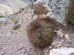 Lobivia korethroides