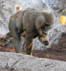 Mandrillus leucophaeus