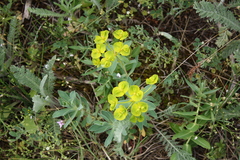 Euphorbia goldei