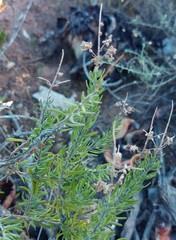Teucrium africanum