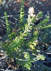 Teucrium africanum