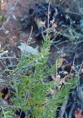 Teucrium africanum