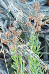 Teucrium africanum