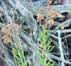 Teucrium africanum