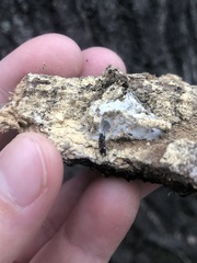 Raglius alboacuminatus