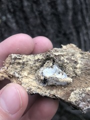 Raglius alboacuminatus