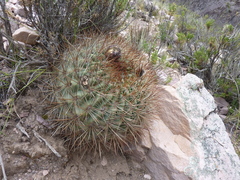 Lobivia korethroides