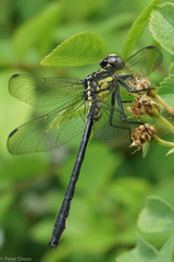 Stenogomphurus rogersi