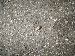 Cryptocala chardinyi