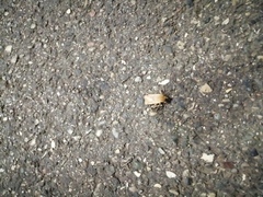 Cryptocala chardinyi